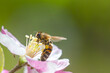 Honey bee collecting bee pollen from apple blossom. Bee collecting honey.