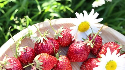 Wall Mural - Raw fresh real organic strawberries move in a circle on garden background