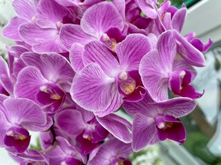 purple orchid flower