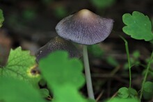 The Wild Little Gray Mushroom Is Not For Human Consumption.