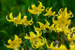 Erythronium pagoda or dog`s tooth violet yellow flowers with green