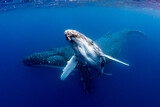Humpback Whale