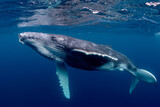 Humpback Whale