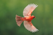 Northern Cardinal Male In Flight Against Summery Forest Background