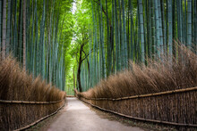 Arashiyama Bamboo Forest In Kyoto, Japan