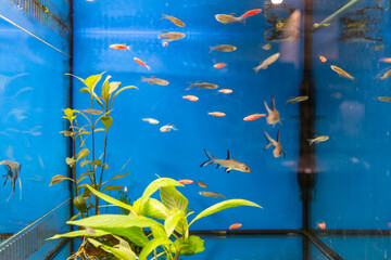 Wall Mural - Aquarium fish Pristella maxillaries