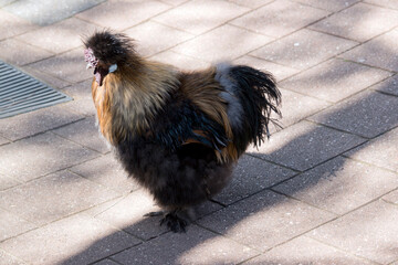 Wall Mural - this is a side view of a rooster