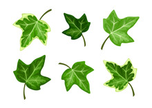 Vector Set Of Green Ivy Leaves Isolated On A White Background.