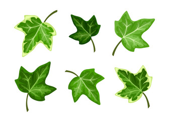 Vector set of green ivy leaves isolated on a white background.