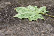 Wet Fallen Green Leaf On A Paving Stone With Copyspace
