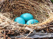 Robin's Eggs In Nest: Three Blue American Robin Bird Eggs Nestled Into A Bird's Nest.
