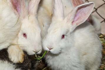 Rabbit farm. Colorful rodents. Animals eat grass.