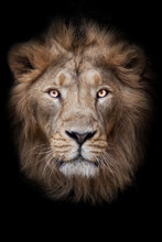 Face Of A Lion Male Lion Full Screen Black Red Mane Serious Look