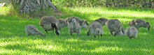 Mother Goose And Goslings - Panoramic View Of Mother Goose And Her Young Feeding In The Grass On The River Bank.