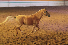 Akhal-teke Horses, Golden Haired Horse