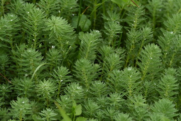 Poster - Parrot Feather Watermilfoli in the pond. Haloragaceae perennial emergent plant.