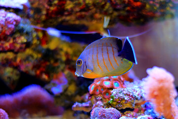 Canvas Print - Mimic Eibli Tang - (Acanthurus tristis)