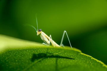 Wall Mural - Praying mantis nymph