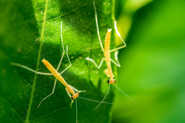 Wall Mural - Praying mantis nymphs