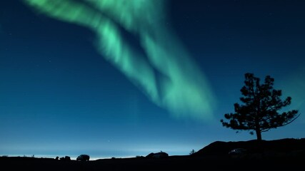 Wall Mural - aurora borealis green loop overlook with tree northern lights