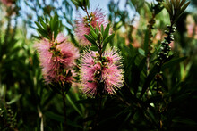 This Is Callistemon ‘Pink Champagne’ A Very Versatile Medium Shrub With An Upright Habit And Varying Shades  Of Pink Bottlebrush Flowers That Fade With Age. It Is Attractive To Honeyeaters And Lorikee