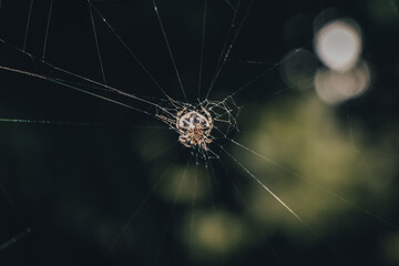 spider on web