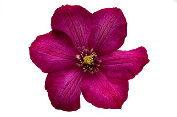 Poster - clematis flower isolated