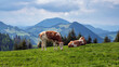 Junge Ochsen auf einer Weide im Almenland, Sommeralm, in der Steiermark, Österreich  - Almo