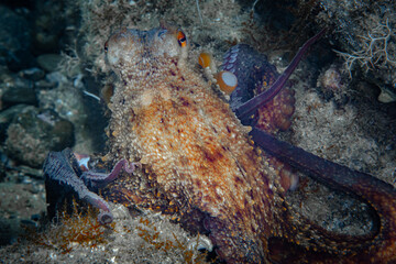 Wall Mural - Close up detail of Octopus in the Mediterranean Sea