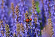 Mating ladybugs on a flower of lavender