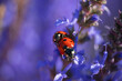 Mating ladybugs on a flower of lavender