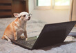 © Phuttharak - brown Chihuahua dog wearing eye glasses, sitting on bed with computer laptop, looking at computer screen.