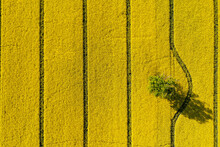 Green Trees In The Middle Of A Large Flowering Yellow Repe Field, View From Above