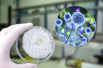 Sticker - Colony of Mucor fungi grown on Petri dish. Also known as black fungus, or bread mold.