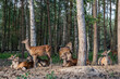 Herd of cute spotted deer grazing in the picturesque forest