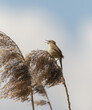 Brown bird in reeds singing