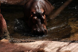Fototapeta  - hipopotam w wodzie