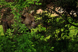 niedźwiedź brunatny pośród gałęzi