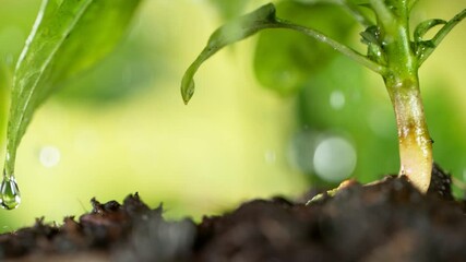 Wall Mural - Super slow motion of watering plants, gardening concept, camera motion. Filmed on high speed cinema camera, 1000fps.