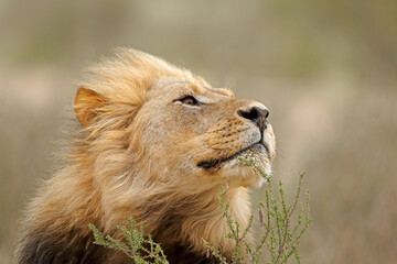 Wall Mural - Portrait of a big male African lion (Panthera leo), Kalahari desert, South Africa.