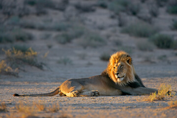 Wall Mural - big male african lion (panthera leo) resting in early morning light, kalahari desert, south africa.