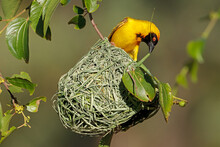 A Male Lesser Masked Weaver (Ploceus Intermedius) Sitting On Its Nest, South Africa.