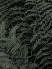  Dryopteris filix-mas - the Male Fern. Single Illuminated Fern Leaf on a Dark Green Background. Fern in the Forest.