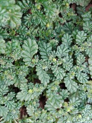  Greenery
