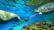 sea cow and turtle swim underwater