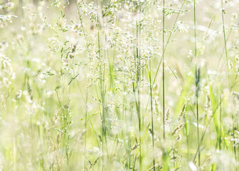 grass background