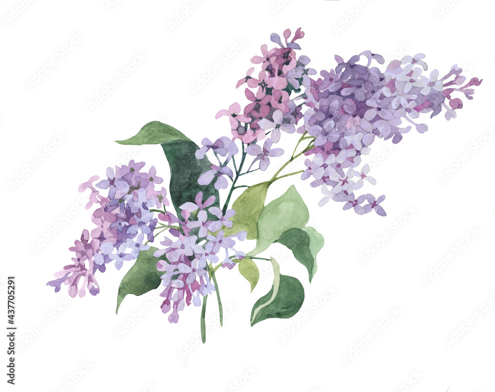 Purple lilac flowers branches watercolor isolated on white background ...