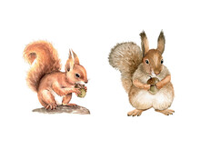Set Of Watercolor Illustrations Forest Animal Squirrel With A Nut In Its Paws. Hand-painted Close-up