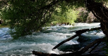 Wall Mural - Fast moving creek under tree