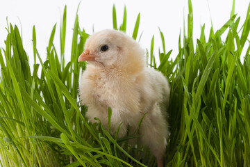 Little cute chicken sits on green grass looks around